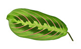 Fototapeta  - Leaf of Maranta tricolor isolated on transparent background, PNG.