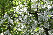 Obficie kwitnące wiosną gałęzie wiśni (polska odmiana Łutówka)
