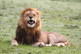 Fototapeta Sawanna - Portrait of a lion with dark mane resting o green grass
