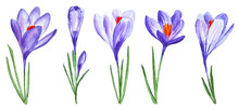 Purple Crocuses Set Five Spring Flowers Cliparts Isolated On White
