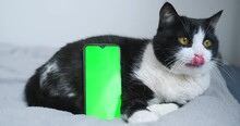Fluffy Cat Sitting Near Green Screen Smartphone, Closeup. Cat Licks Itself. Veterinary Clinic, Services, Online Shopping Concept. Phone With Chroma Key, Mockup, Background Of Pet. Mobile Applications