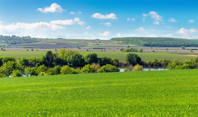 A wide field with green grass, trees and forest in the distance and a picturesque cloudy sky. Summer landscape with a green field