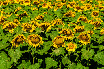 Wall Mural - Background of blooming sunflowers. Natural pattern