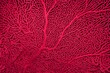 Organic texture of Sea Fan coral  Gorgonia in trendy color Viva Magenta , color of the year 2023. Abstract background