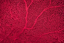 Organic Texture Of Sea Fan Coral  Gorgonia In Trendy Color Viva Magenta , Color Of The Year 2023. Abstract Background