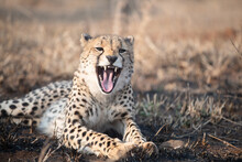 Cheetah Waking Up From A Nap In South Africa