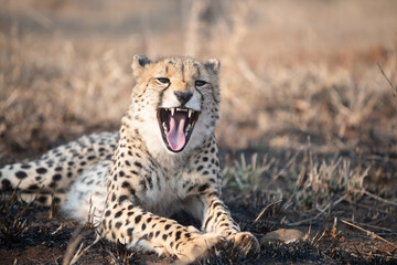 Wall Mural - Cheetah waking up from a nap in South Africa