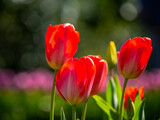 Fototapeta Tulipany - Springtime flowers
