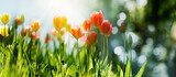 Fototapeta Tulipany - tulpen frühling sonne licht saison banner