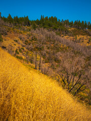 Wall Mural - Whiskeytown National Recreation Area Landscape with hills with dried grass and plants during drought in Shasta County near Redding in northwestern California