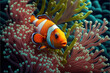 Nemo Clownfish Clown fish swimming in anemone in tropical destination