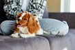 © Roman - happy king spaniel lying on sofa relaxed, cropped female owner stroking loving pet, cute beautiful dog is enjoying getting love by owner, at home in domestic atmosphere. animals, lifestyle