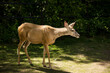 White tailed doe deer in a lush mountain forest
