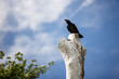 Black crow perched on pale white tree stump
