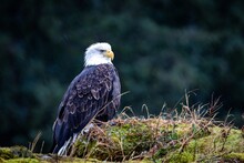 American Wild Bald Eagle Perched On Cliff In Resurrection Bay In Seward, Alaska