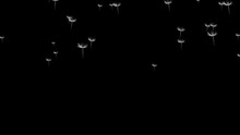 Dandelion Seeds Blowing, Isolated On Black Background. Dandelion Seeds Flying. 