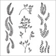 Set of vector vegetal decorative elements in black and white, contours and different forms of leaves and branches, silhouettes of leaves.
