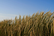 Reeds At Beach Against Blue Sky