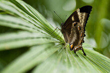 A Butterfly Basks On A Leaf.