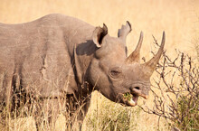 A Black Rhino (Diceros Bicornis) Eats In Kenya's Masai Mara.