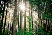 Beams Of Sunlight Shine Through A Thick Forest In British Columbia, Canada.