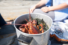 A Pot Full Of Boiled Lobster And Seaweed.