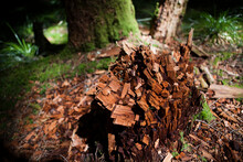 A Tree Stump Decays Into Angular Wood Blocks In The Columbia River Gorge National Scenic Area, Oregon.