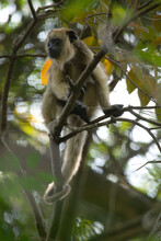 A Young Howler Monkey In A Tree At Estancia San Alonso, Esteros Del Ibera