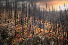 Sunset Over A Burnt Out Forest On A Mountainside