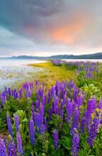 A Field Of Lupine Wildflowers On The North Shore Of Lake Tahoe At Sunset, California.