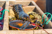 A Recently Caught Lobster On A Bait Bag At The Friendship Lobster Co-op In Friendship, Maine.