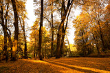 Fototapeta Krajobraz - Beautiful yellowed trees and fallen leaves in park on sunny day