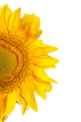 Sticker - The Yellow beautiful blooms sunflower flower