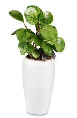 Canvas Print - Green plant in a white ceramic flowerpot