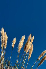 Wall Mural - Pampas grass over the blue sky