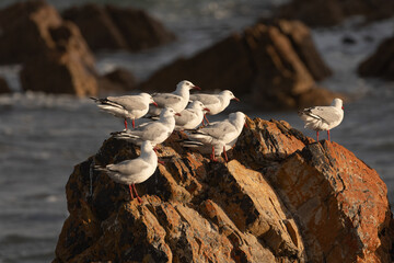 A flock of pacific gulls (Larus pacificus) on the beach, Tasmania.