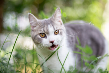 Wall Mural - White Tabby cat eating grass in the garden. The cat is eating grass to help digestion. cat health care. Scottish fold cat in the morning.