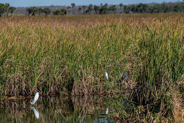 Wall Mural - Snowy Egrets and herons dot the beautiful landscape of the Florida Everglades