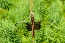 Female Widow Skimmer Resting On Plant Stem In The Forest.