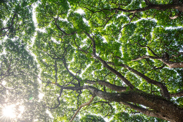 Wall Mural - Majestic upwards view the canopy of tall trees forest at low angle view in sunlight