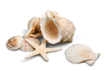 Decorations Of Seashell Or Ocean Mollusk. Underwater Life