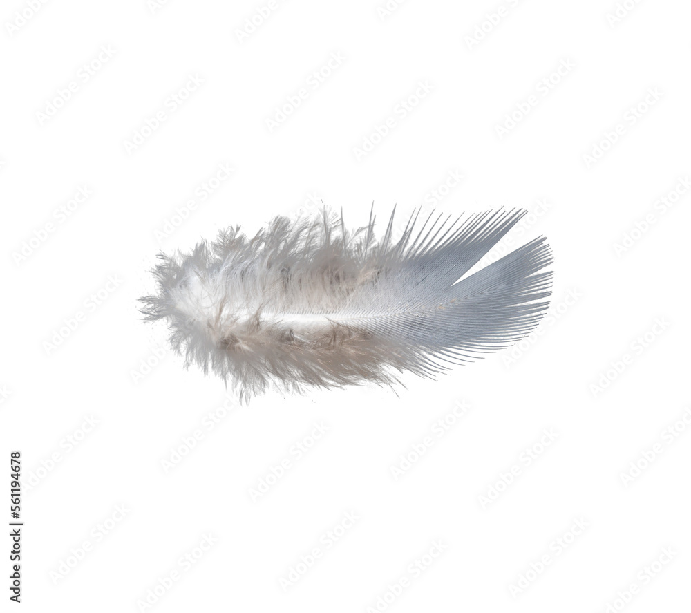 white feather isolated on transparent background PNG file Stock Photo ...