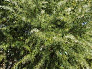 Wall Mural - Green Deodar tree. Cedrus deodara