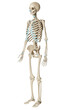 © snesivan - 3d rendered medically accurate illustration of a human skeleton. Isolated on transparent background. 3D illustration.