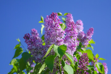 Wall Mural - Blooming purple lilac Syringa vulgaris against the blue sky close-up.