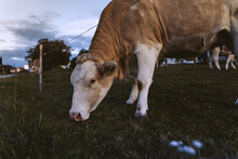 Cow Snacking On Some Grass