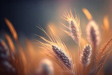 Beautiful Close Up Wheat Ear Against Sunlight At Evening Or Morning With Yellow Field As Background