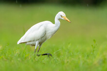Close-up Of A Walking Cattle Egret (bubulcus Ibis) With Green Background
