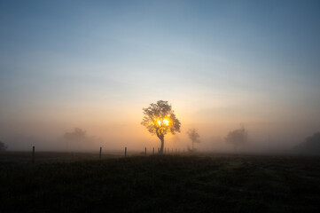 Wall Mural - a beautiful sunrise behind the large trees in spring with mist.big tree silhouette with sun shining 