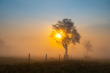 Wall Mural - a beautiful sunrise behind the large trees in spring with mist.big tree silhouette with sun shining 